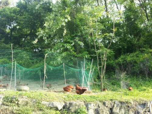 서대산청포도식당