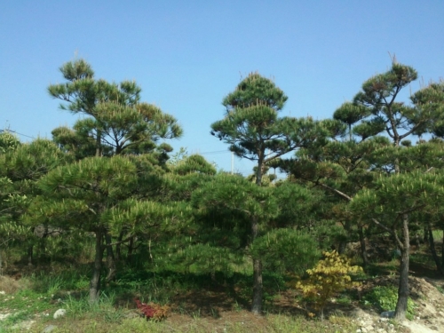 수림농원