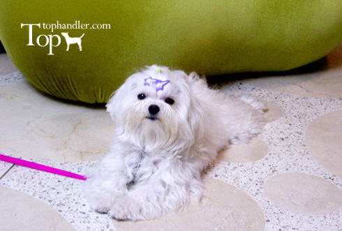 탑 애견방문훈련소 대표 이미지