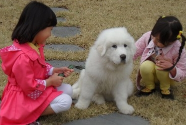 하남애견훈련소 대표 이미지