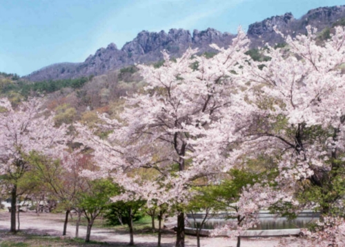 단풍민박