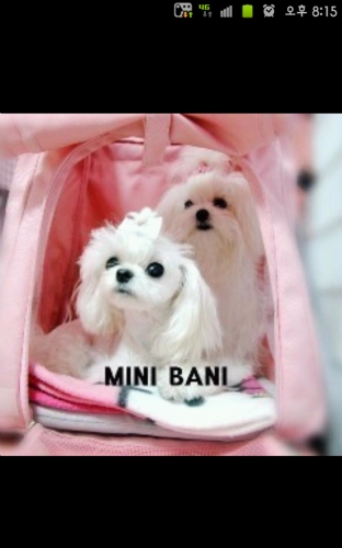 이미지