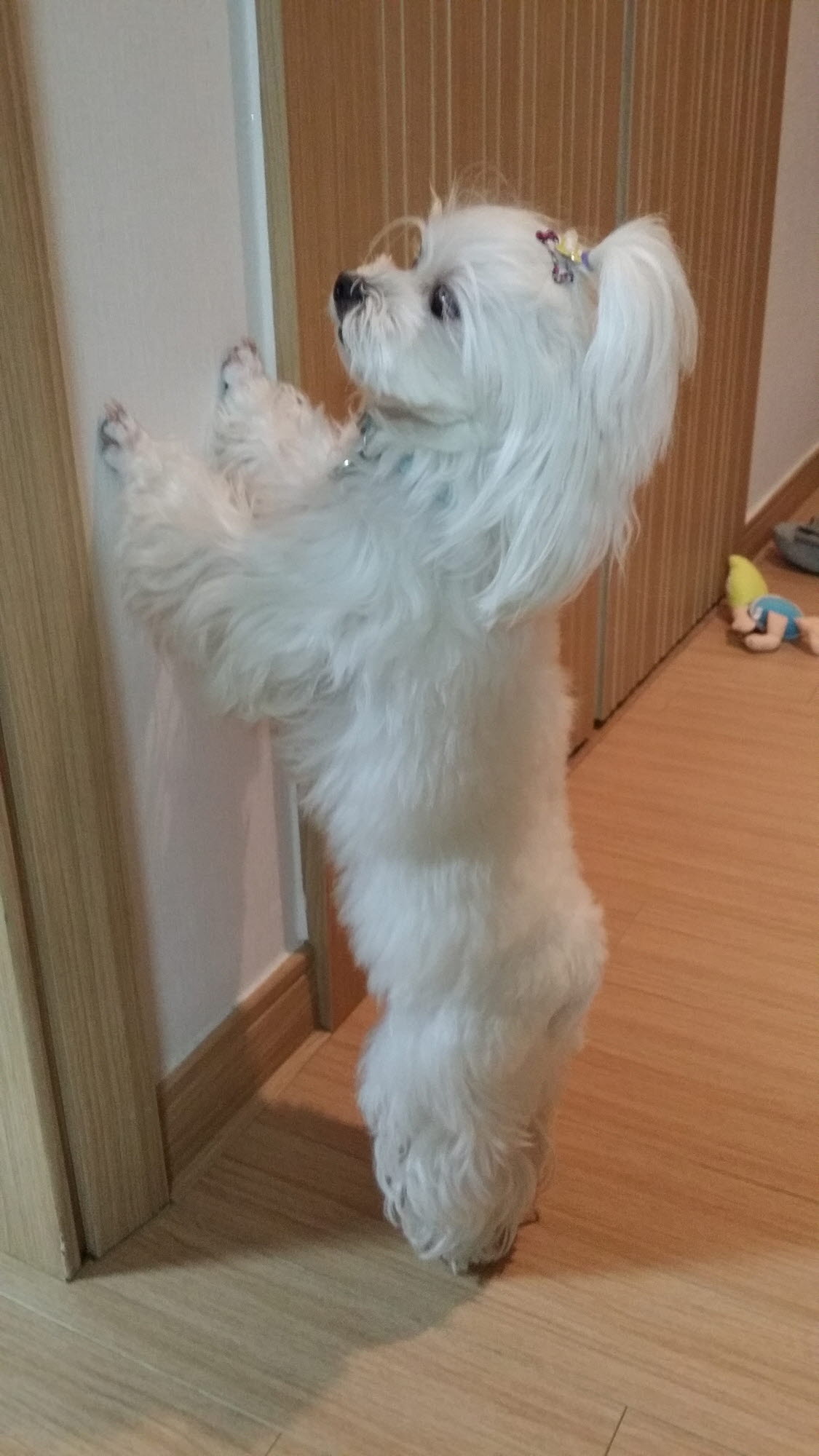 헬로퍼피 대표 이미지