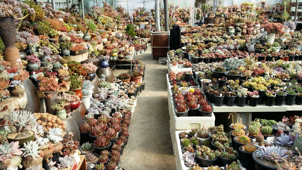 꽃과다육