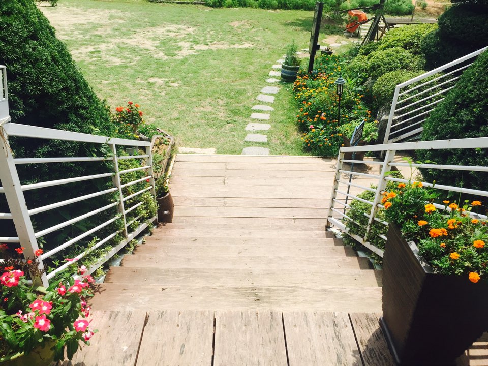 하얀꽃메밀 대표 이미지