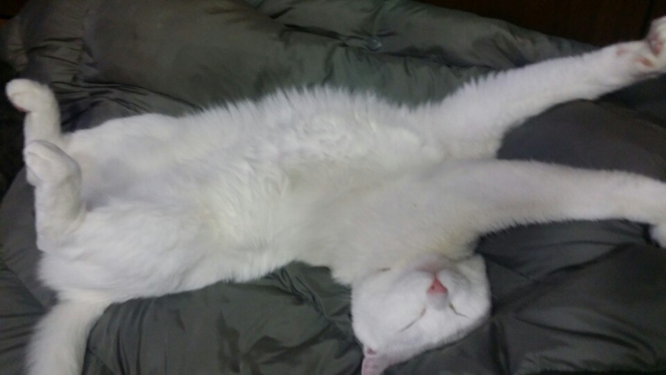 퍼니펫 대표 이미지