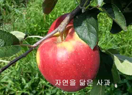 예사랑농원