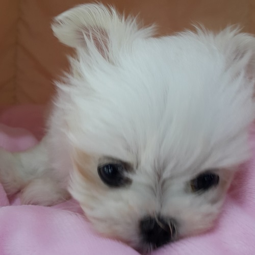 나라애견 대표 이미지