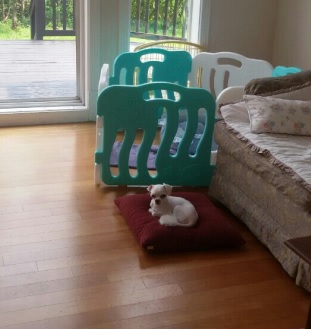 그린독 대표 이미지