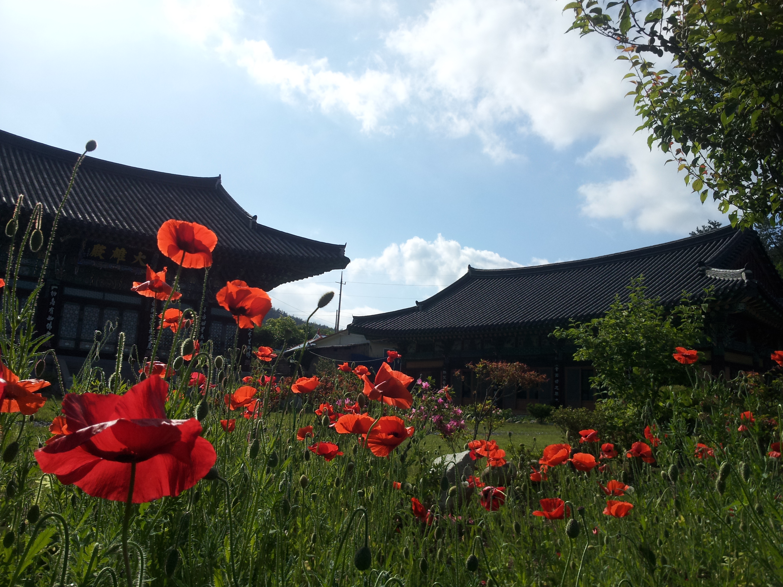 삼광사