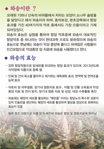 단양마늘와송만두