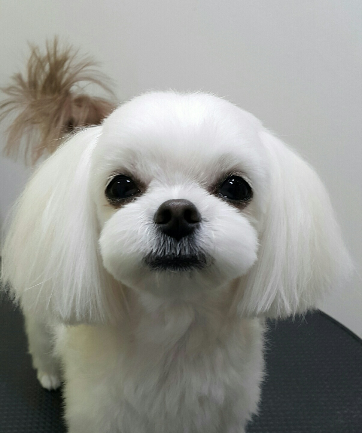 더데일리펫샵 호원점 대표 이미지