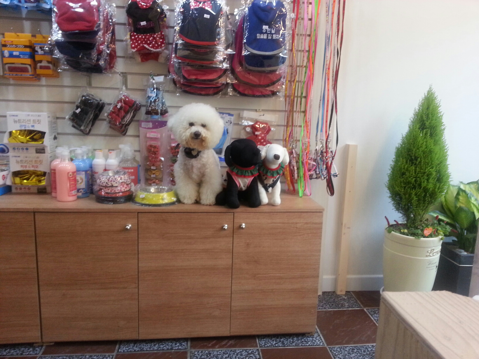 독스맘 대표 이미지