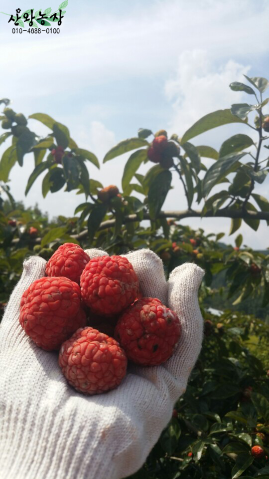 산왕농장