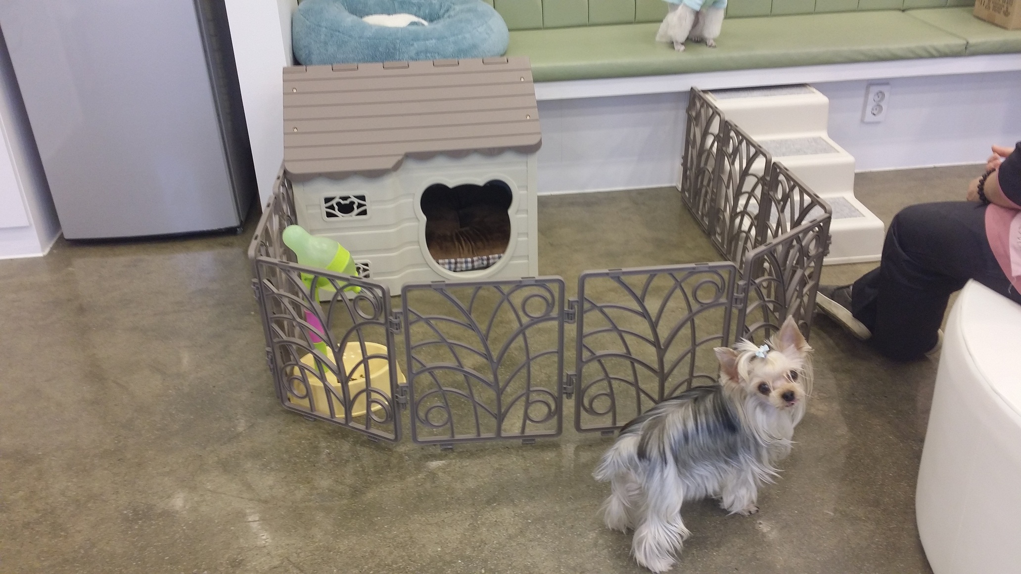 코아루똥강아지 대표 이미지