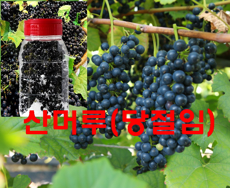 축복의땅 에덴동산