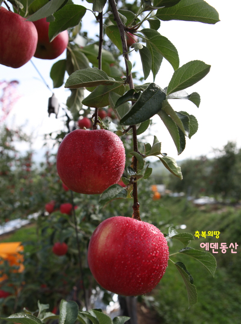 축복의땅 에덴동산