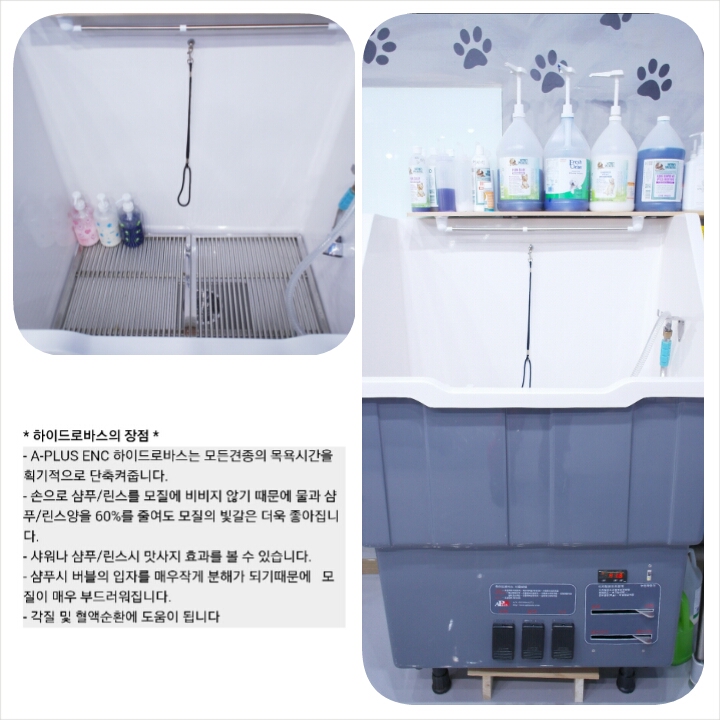 버블독 대표 이미지