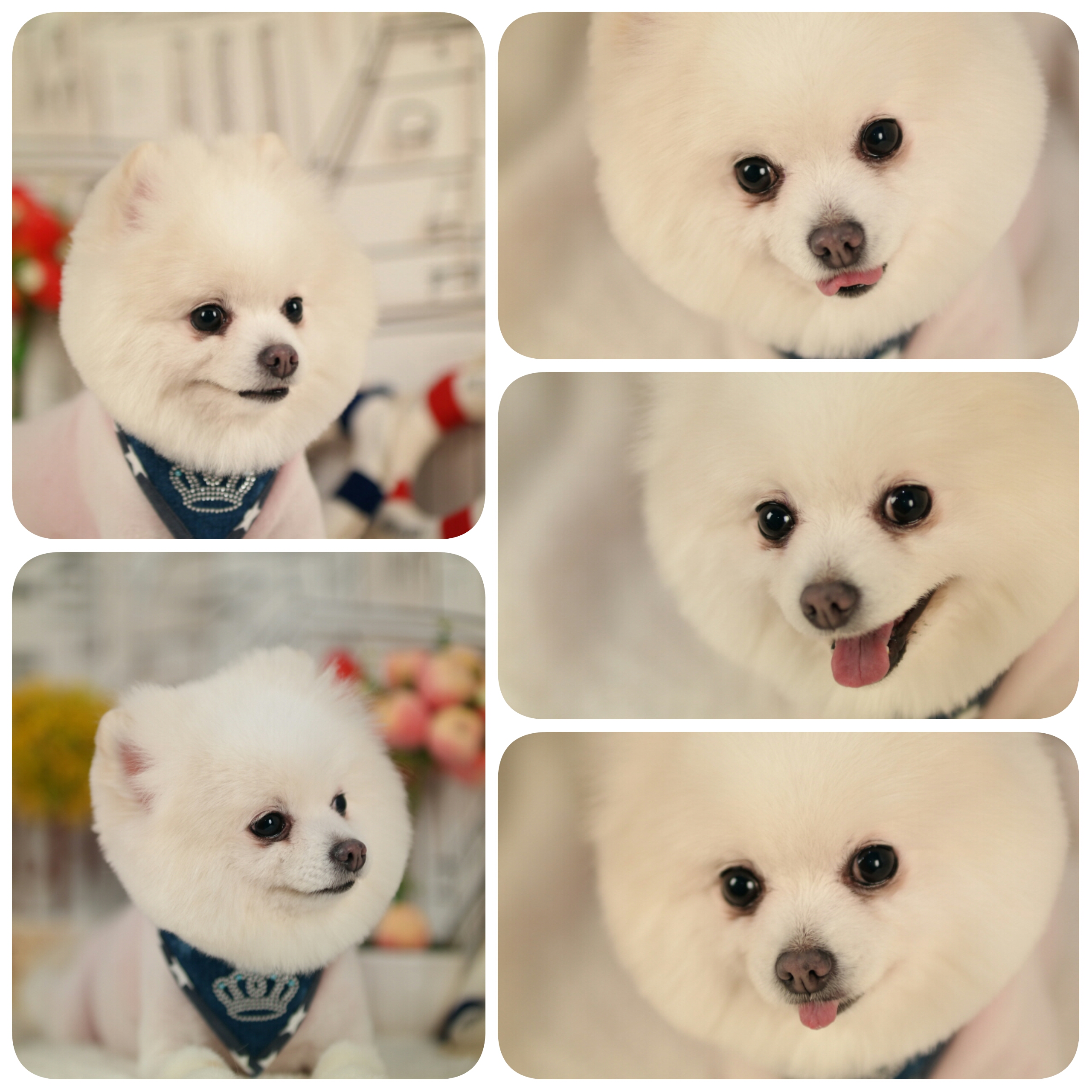 버블독 대표 이미지