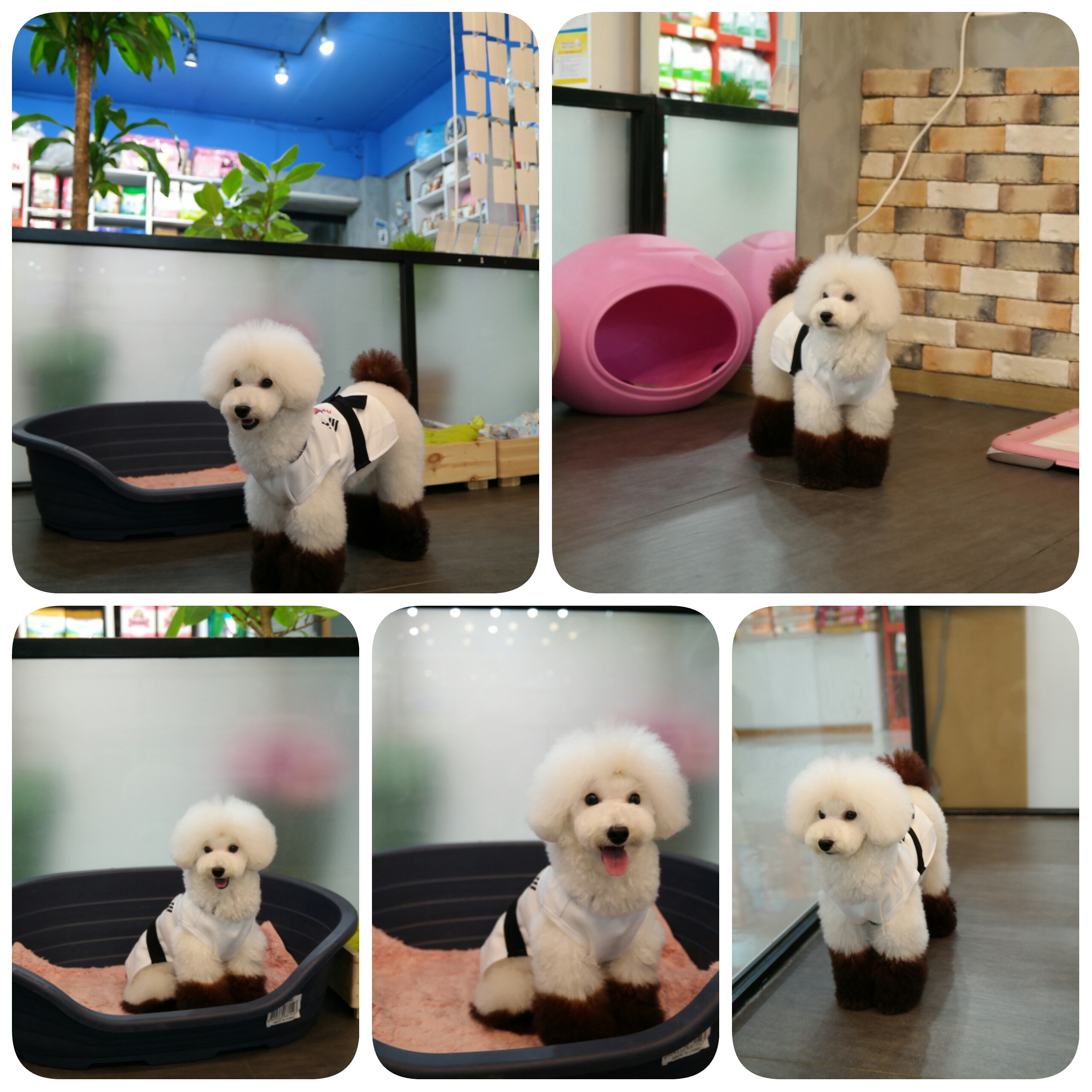 버블독 대표 이미지