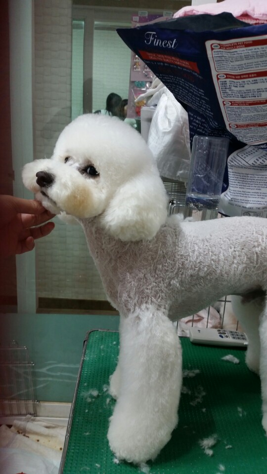 순도리네애견샵 대표 이미지