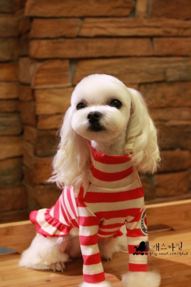 개스타일 대표 이미지