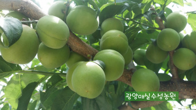 수성농원