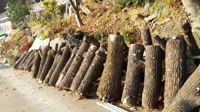 도비산 직영 버섯 함초장
