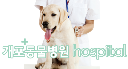개포동물병원 대표 이미지