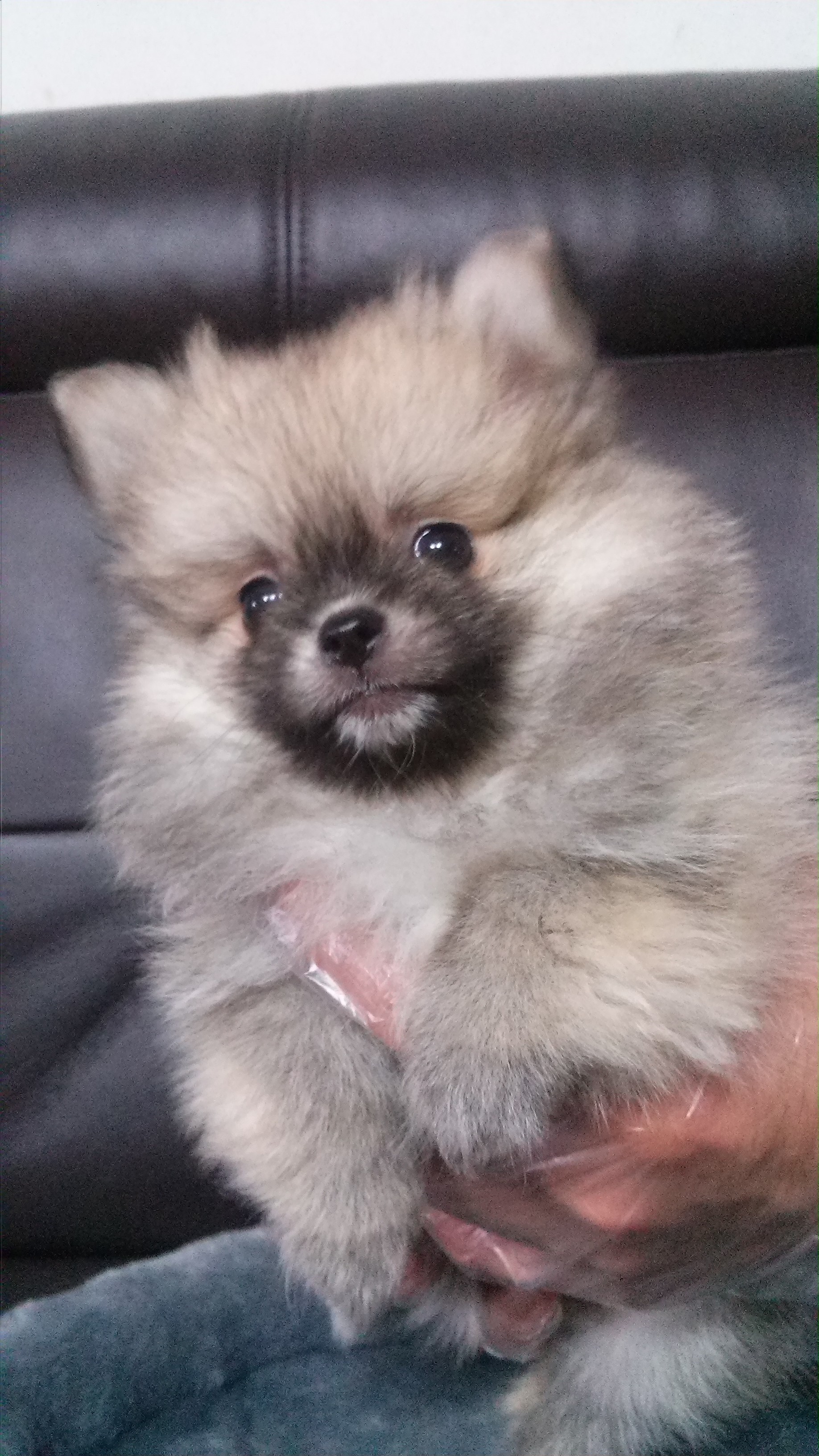 에이미펫 대표 이미지