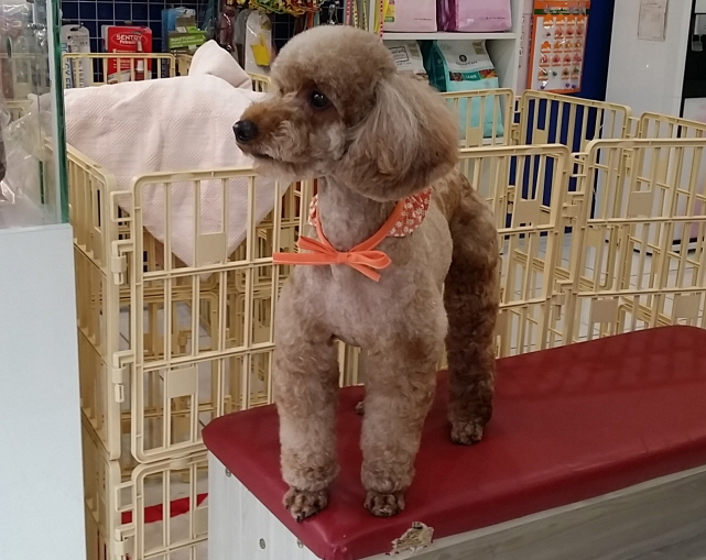 헬로퍼피 대표 이미지