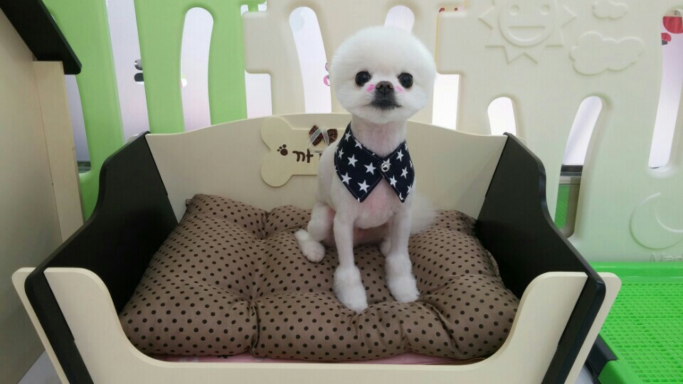 까까멍 애견미용/호텔 대표 이미지
