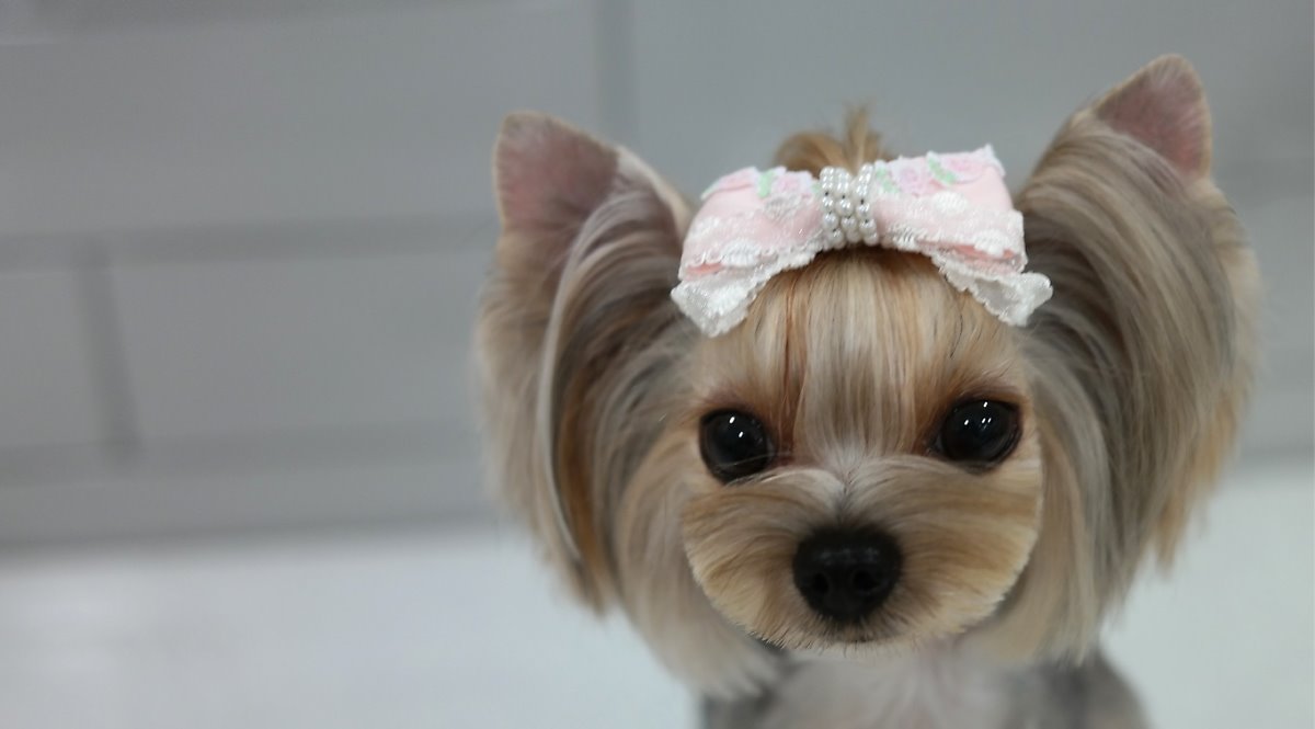 최덕황애견미용학원 대표 이미지