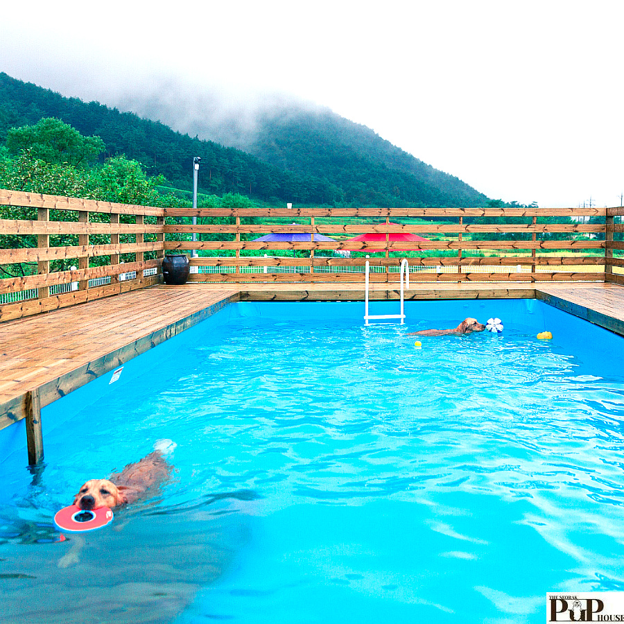 놀다가개 대표 이미지