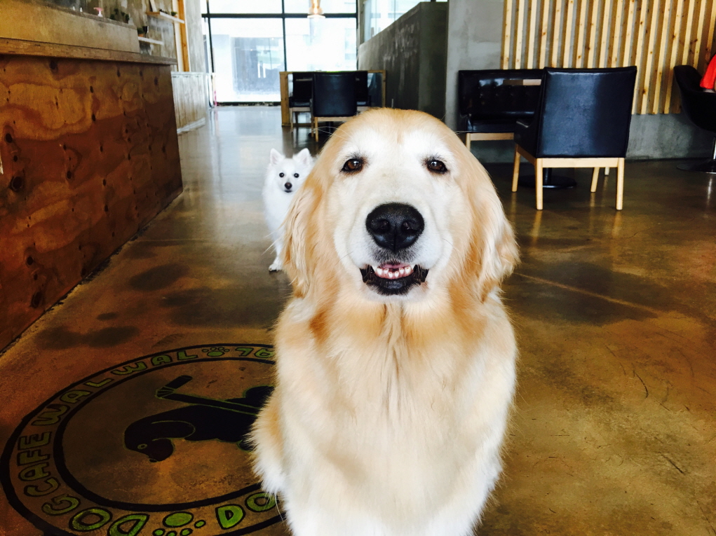 왈왈이 단계점 대표 이미지