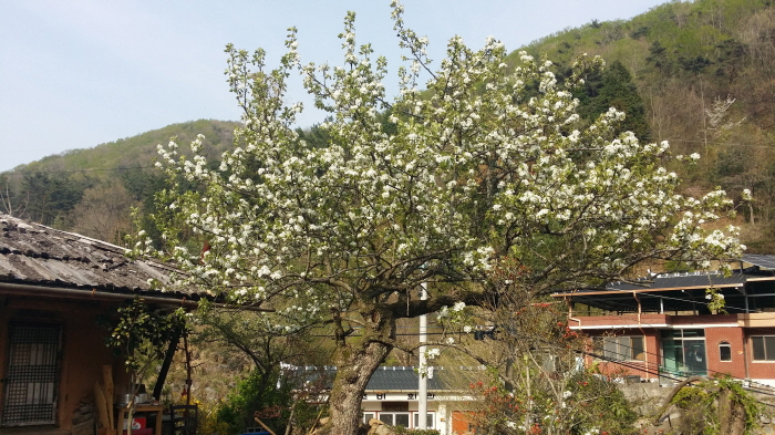 향림골