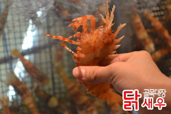 골목대장