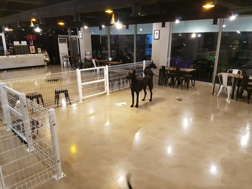 위드독 애견카페
