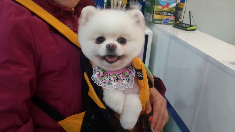 헬로퍼피 대표 이미지