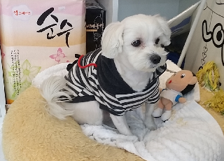 헬로퍼피 대표 이미지