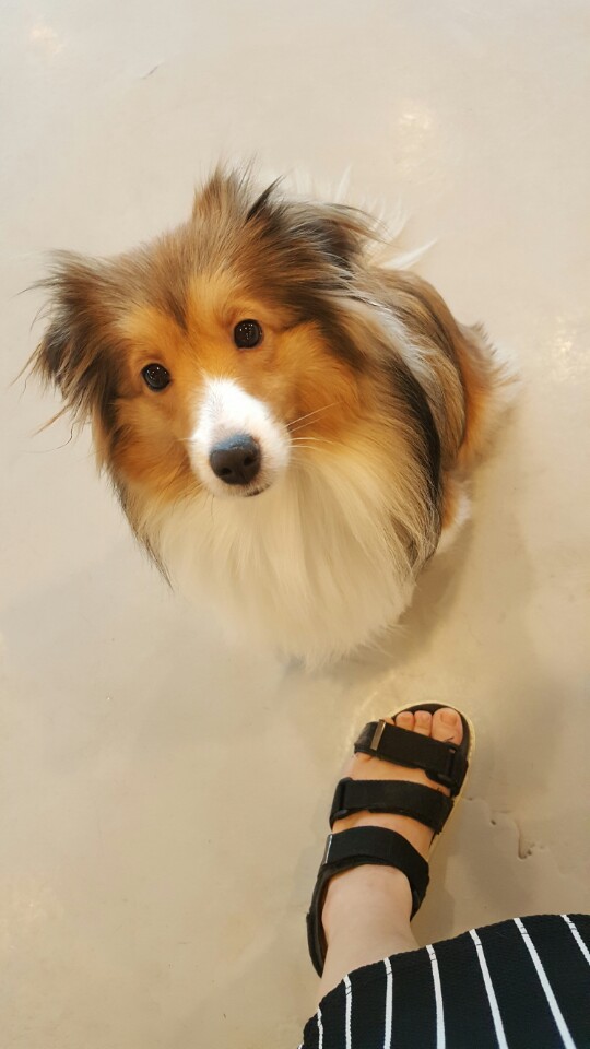 애견카페히릿 건대점 대표 이미지