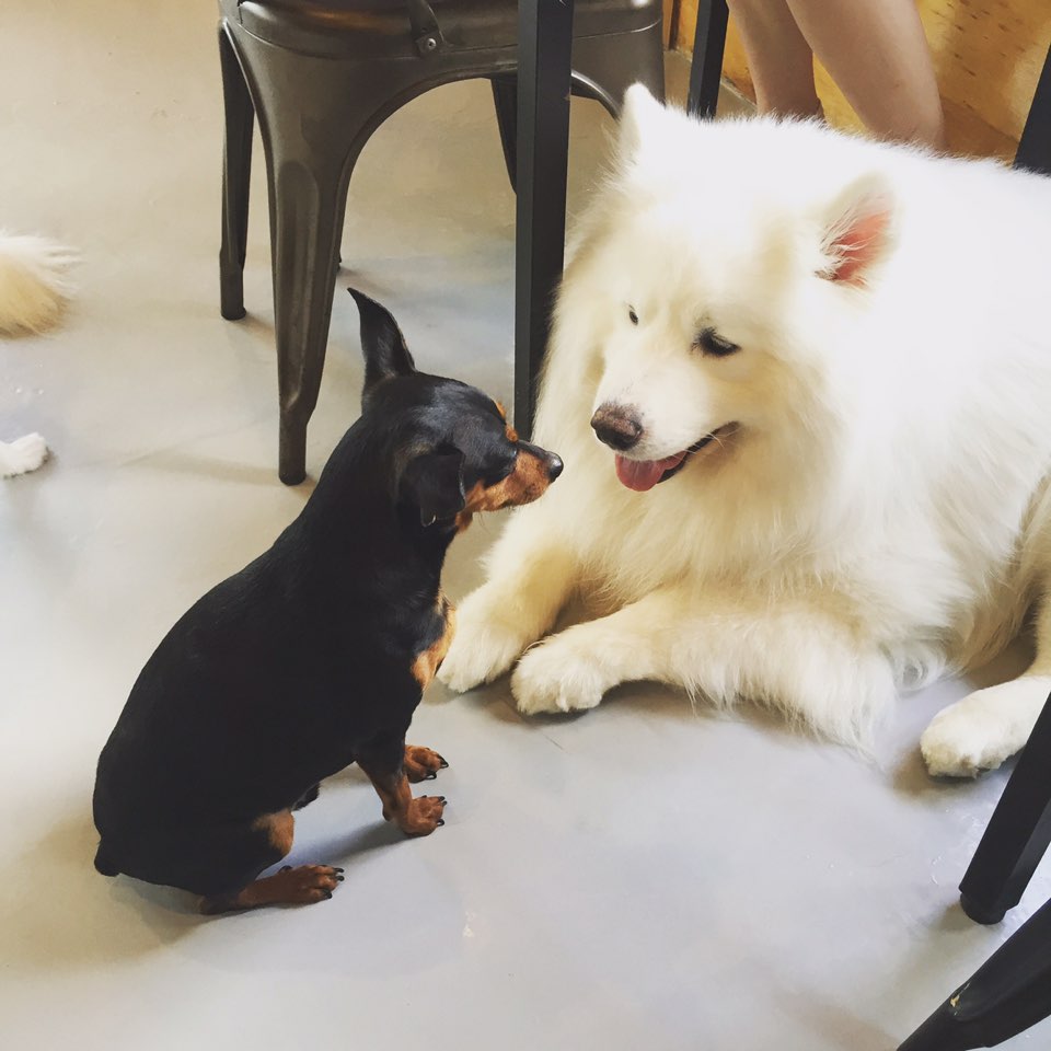 애견카페히릿 대표 이미지