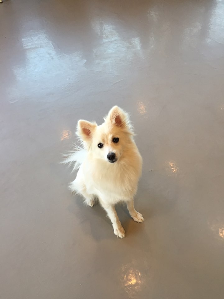 애견카페히릿 건대점 대표 이미지