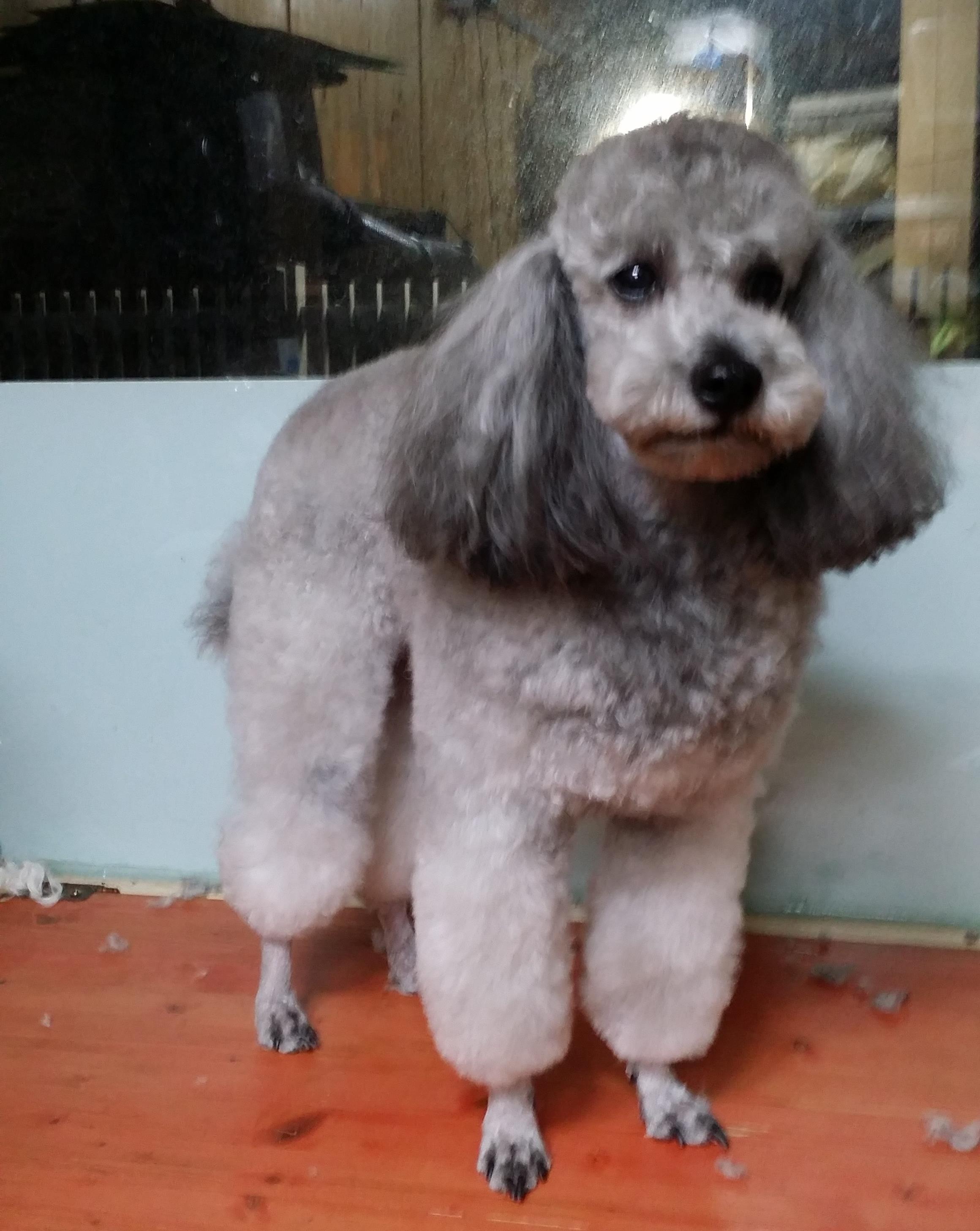 지지애견(은평) GG클럽 대표 이미지