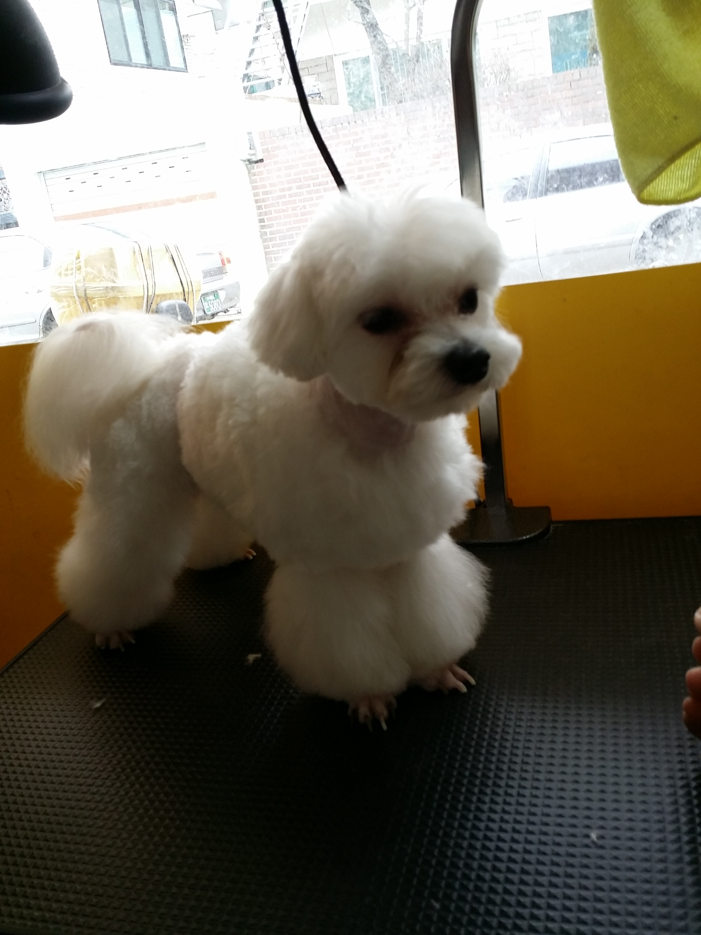 지지애견(은평) GG클럽 대표 이미지