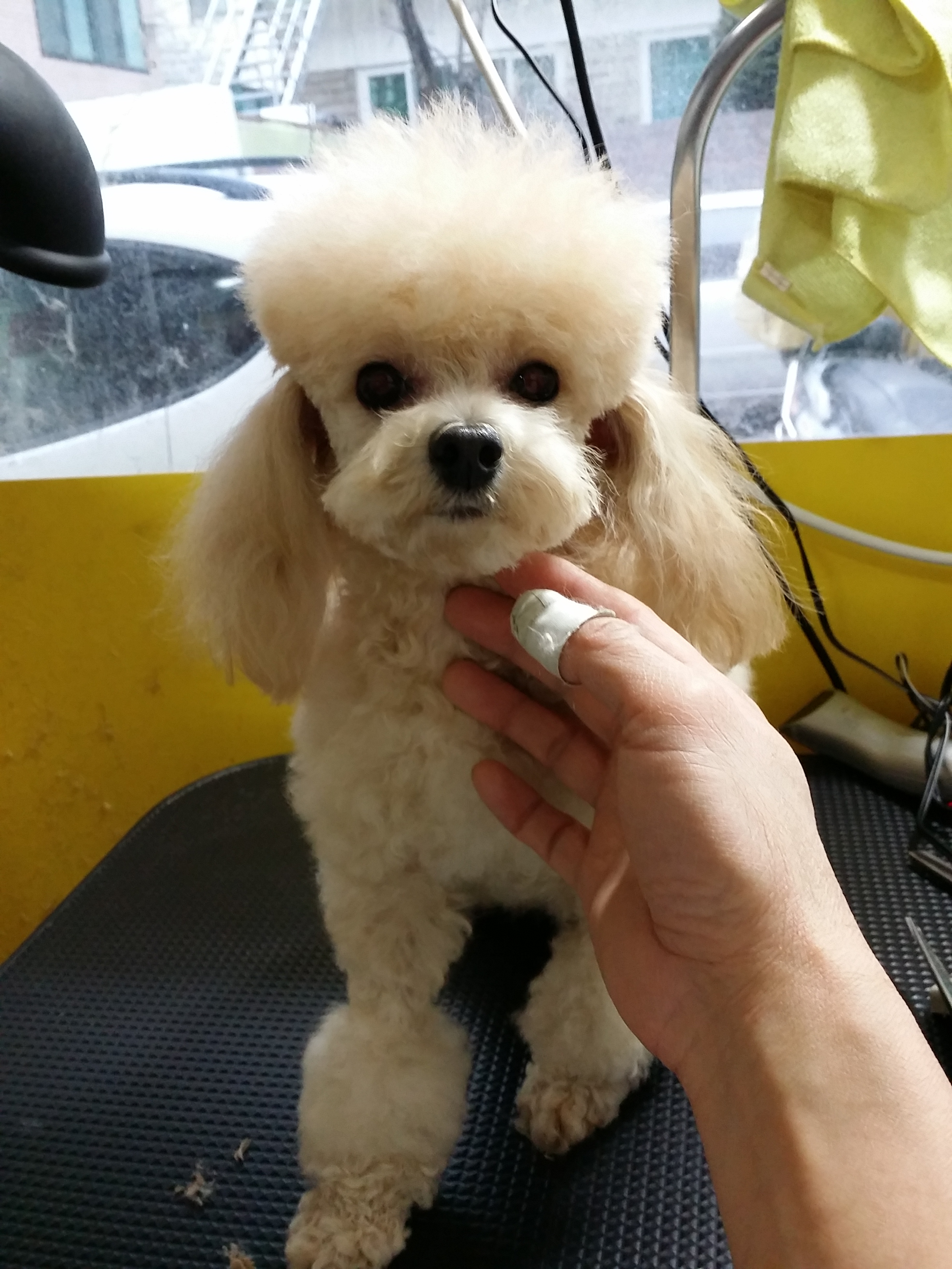 지지애견(은평) GG클럽 대표 이미지