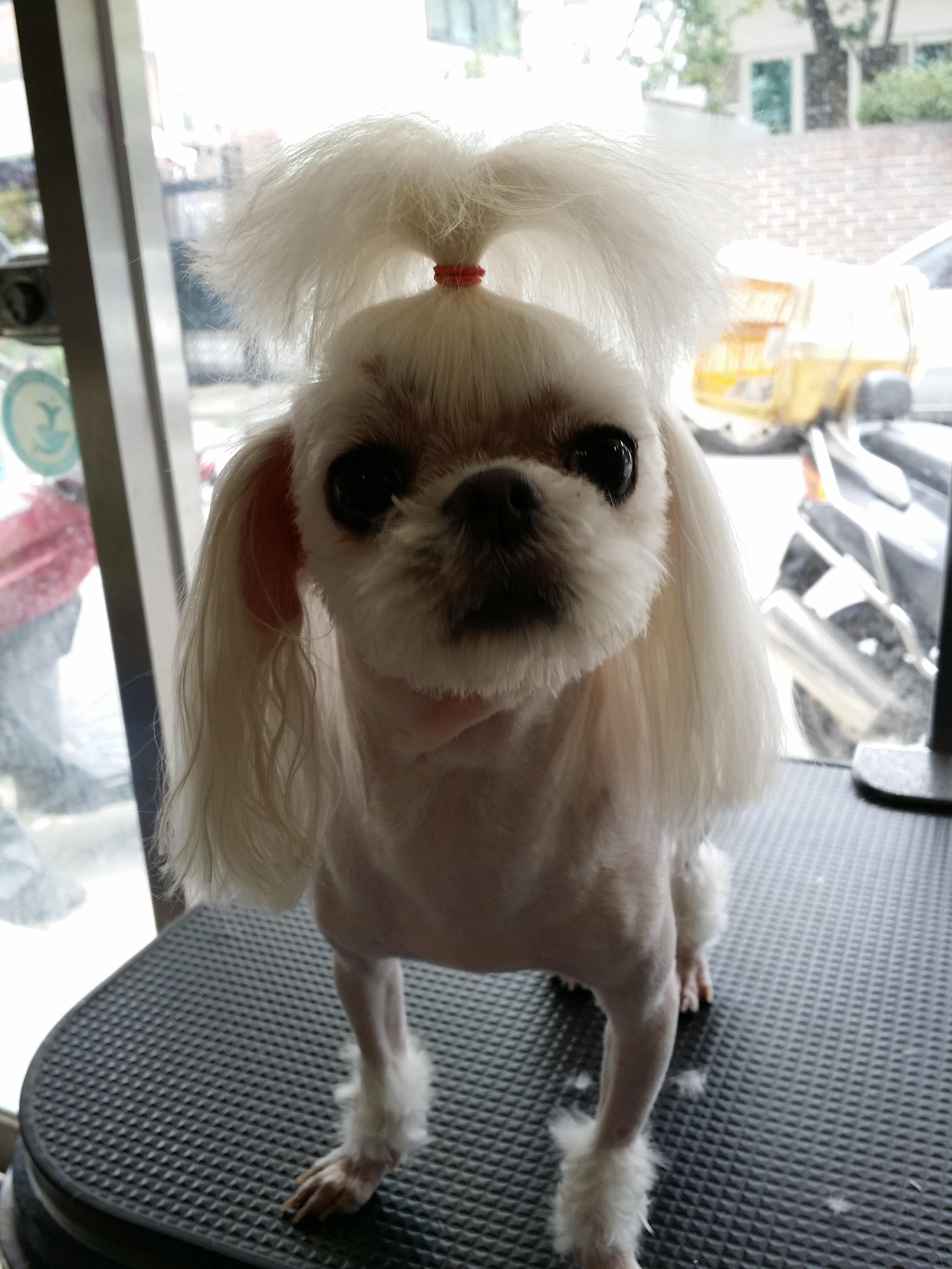 지지애견 대표 이미지