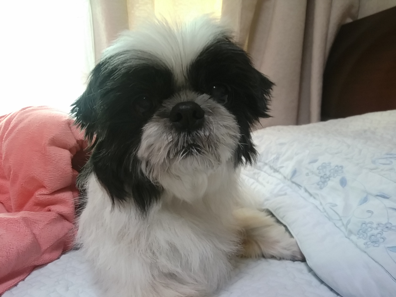 단비펫시터 대표 이미지