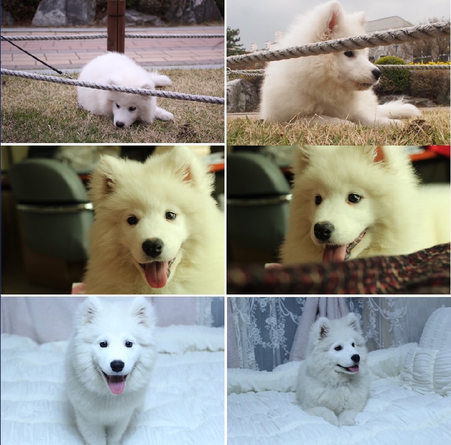 단비펫시터 대표 이미지