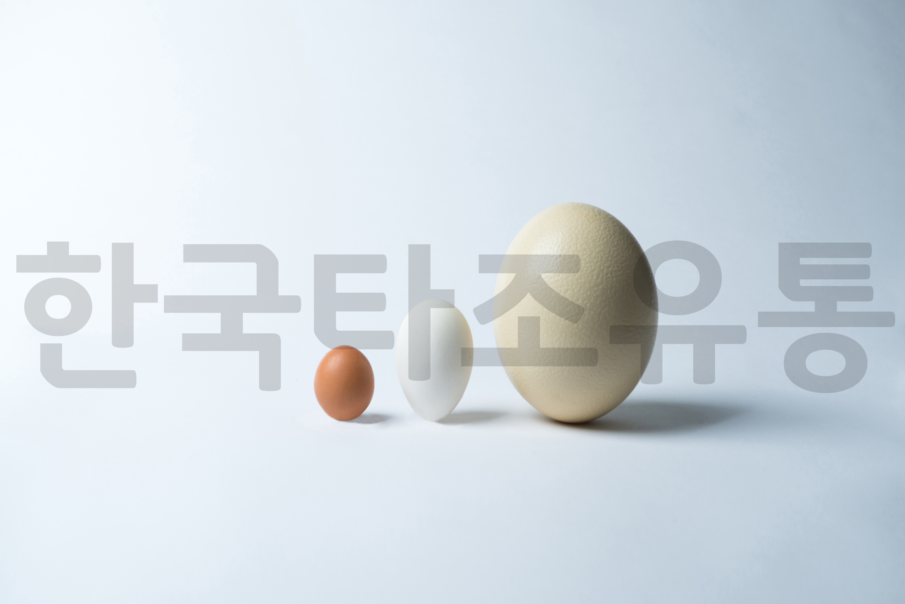 한국타조 농업회사법인
